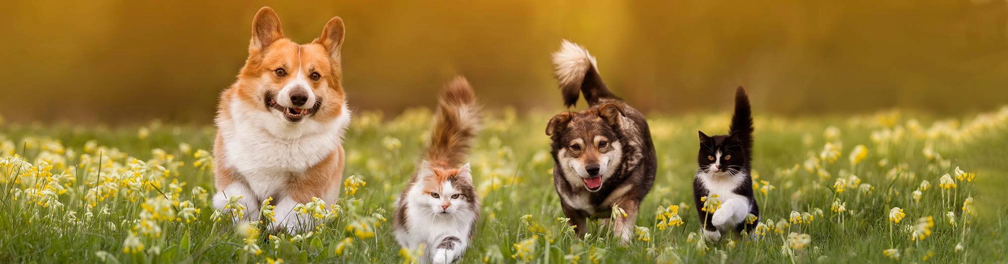 Two dogs and two cats running through a field for Earthborn Pet Spray slider