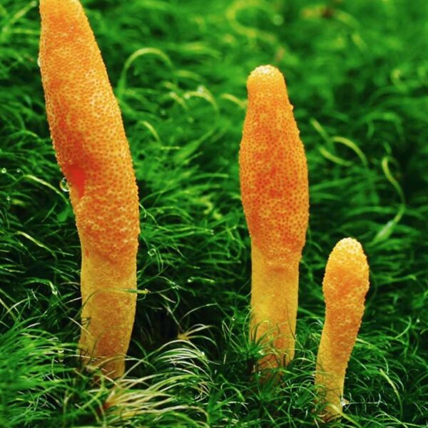 cordyceps mushroom edible alchemy